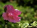 Pink rose